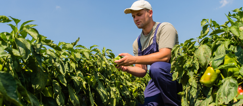 Curso de Agropecuária: conheça uma formação prática para quem quer aprender sobre o campo
